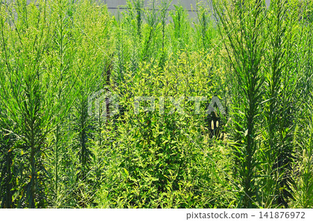 Grassland, weeds Grassland, weeds 141876972