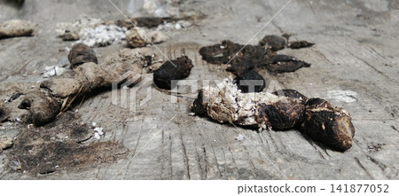 Dried Cat Feces on Weathered Wooden Surface Texture Dried Cat Feces on Weathered Wooden Surface Texture 141877052
