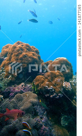 Breathtaking underwater scene of vibrant coral growth inhabited by various fish swimming around, showcasing diverse marine life in the famous diving destination in Dauin, Philippines Breathtaking underwater scene of vibrant coral growth inhabited by various fish swimming around, showcasing diverse marine life in the famous diving destination in Dauin, Philippines 141877165