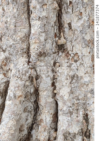 close up of tree bark texture  141877374