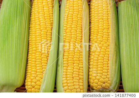 fresh sweet corn cobs with husks arranged on a wooden tray 141877400