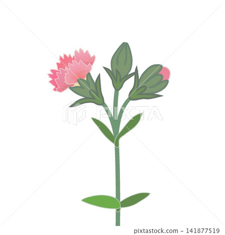 Illustration of salmon pink dianthus Illustration of salmon pink dianthus 141877519