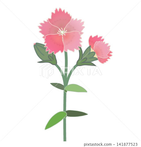 Illustration of salmon pink dianthus Illustration of salmon pink dianthus 141877523