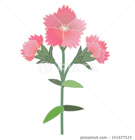 Illustration of salmon pink dianthus Illustration of salmon pink dianthus 141877525