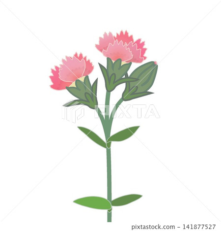 Illustration of salmon pink dianthus Illustration of salmon pink dianthus 141877527