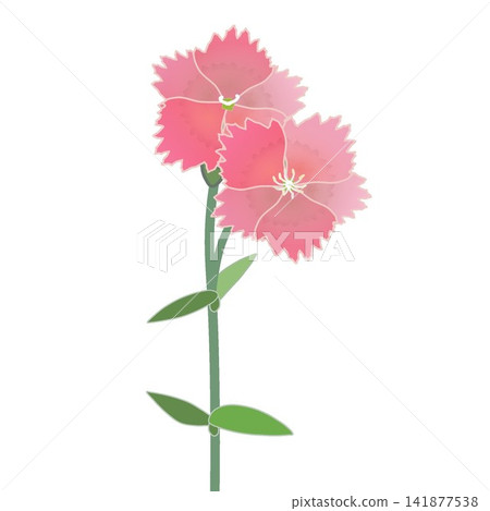 Illustration of salmon pink dianthus Illustration of salmon pink dianthus 141877538