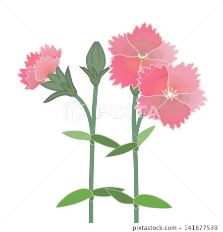Illustration of salmon pink dianthus Illustration of salmon pink dianthus 141877539