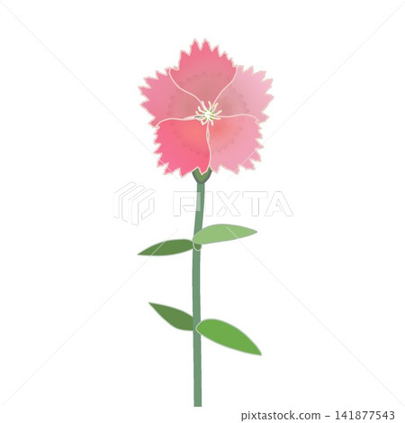 Illustration of salmon pink dianthus Illustration of salmon pink dianthus 141877543