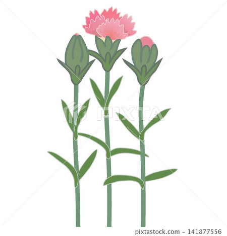Illustration of salmon pink dianthus Illustration of salmon pink dianthus 141877556