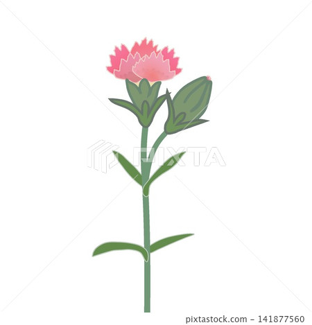 Illustration of salmon pink dianthus Illustration of salmon pink dianthus 141877560