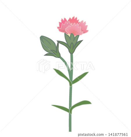 Illustration of salmon pink dianthus Illustration of salmon pink dianthus 141877561