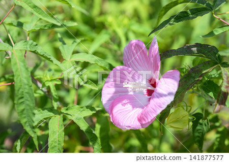 Titan Hibiscus Pink Summer August Material Titan Hibiscus Pink Summer August Material 141877577