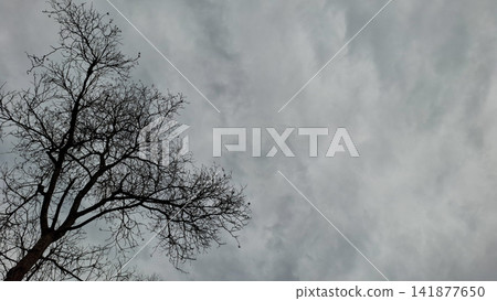 Silhouette of Leafless Dry Tree Branches Against Overcast Sky 141877650