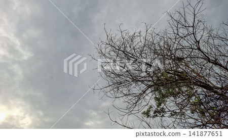 Bare Tree Branches Silhouette Framing Overcast Sky Copy Space Bare Tree Branches Silhouette Framing Overcast Sky Copy Space 141877651