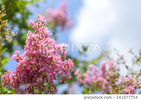 紫薇花，粉紅花朵，藍天，夏季，八月景象 141877754