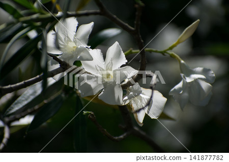 Flowers of Lychee Flowers of Lychee 141877782
