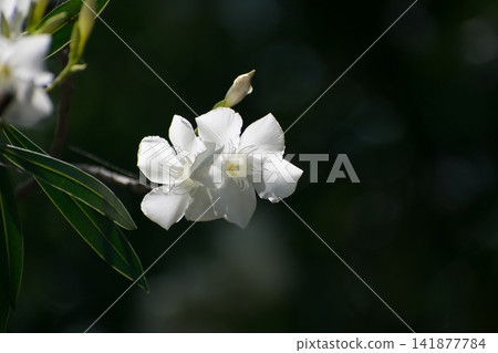 荔枝花 荔枝花 141877784