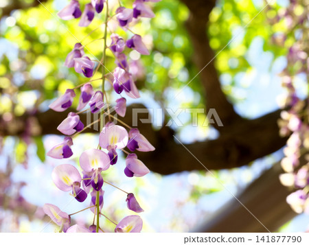 紫藤花的景觀 141877790