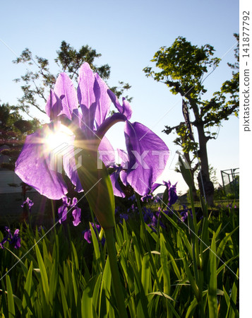 The sun shines behind the irises. The sun shines behind the irises. 141877792