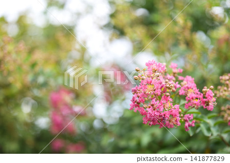 紫薇,粉紅色花朵,夏季,八月圖片 紫薇,粉紅色花朵,夏季,八月圖片 141877829