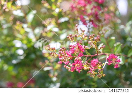 紫薇,粉紅色花朵,夏季,八月圖片 紫薇,粉紅色花朵,夏季,八月圖片 141877835