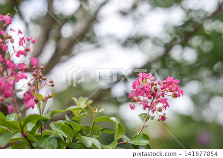 紫薇，粉紅色花朵，夏季，八月圖片 141877854