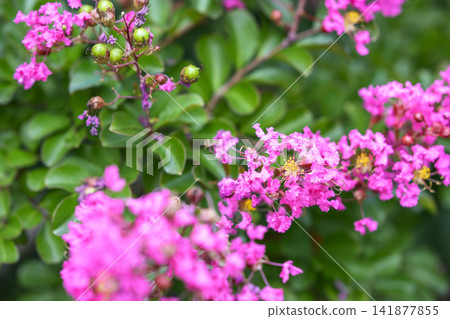 Crape myrtle, pink flowers, summer, August image Crape myrtle, pink flowers, summer, August image 141877855