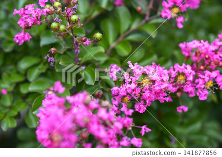 Crape myrtle, pink flowers, summer, August image Crape myrtle, pink flowers, summer, August image 141877856