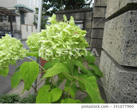 Annabelle hydrangea flowers with fun color changes Annabelle hydrangea flowers with fun color changes 141877960