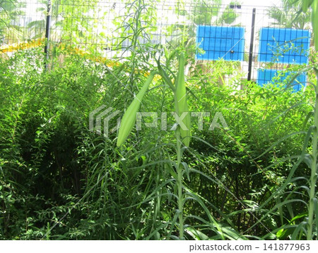 小島花卉協會花園中一朵側向開放的白色百合花苞（Lilium formosanum）。 141877963