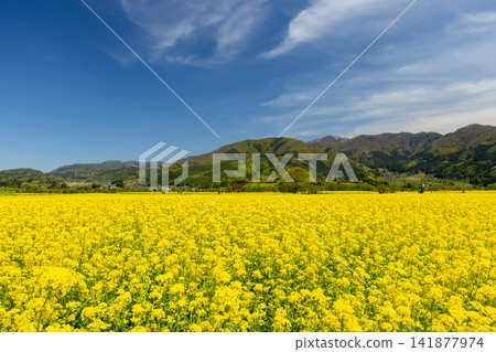 A view of rapeseed fields stretching across the Chikuma River riverbed in front of the Chikuma River Flower Station in Iiyama City, Nagano Prefecture, with snow-capped Mt. Kenashi on the opposite bank. A view of rapeseed fields stretching across the Chikuma River riverbed in front of the Chikuma River Flower Station in Iiyama City, Nagano Prefecture, with snow-capped Mt. Kenashi on the opposite bank. 141877974