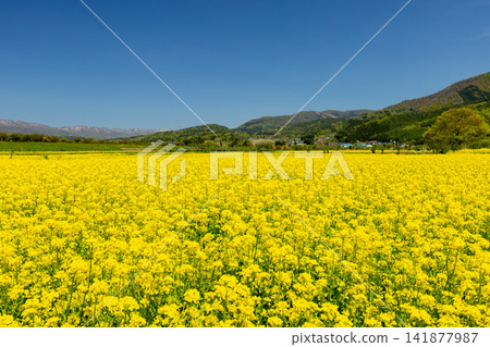 在長野縣飯山市千曲川花站前,千曲川河床上綿延一片油菜花,遠處對岸是連綿的山脈。 在長野縣飯山市千曲川花站前,千曲川河床上綿延一片油菜花,遠處對岸是連綿的山脈。 141877987