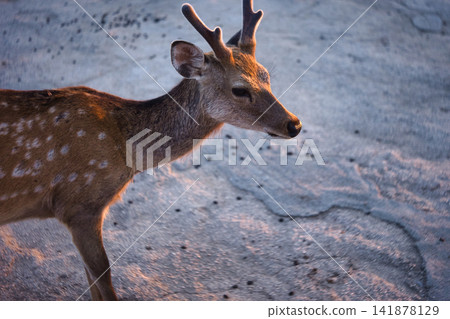 Nara deer Nara deer 141878129