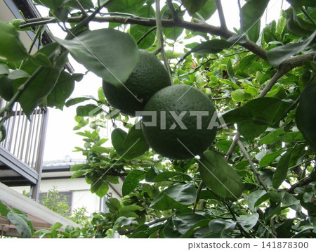 This year, there are a lot of immature kabosu fruits. This year, there are a lot of immature kabosu fruits. 141878300