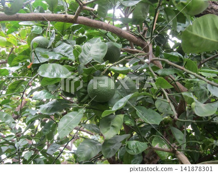 Still immature kabosu fruit Still immature kabosu fruit 141878301