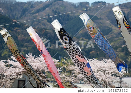 鯉魚旗在風中飄揚,櫻花盛開(岐阜縣樽井町相川河畔) 鯉魚旗在風中飄揚,櫻花盛開(岐阜縣樽井町相川河畔) 141878312