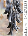 Mucuna pruriens 141878323