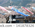 Carp streamers fluttering in the wind and cherry blossoms (Aikawa Riverside, Tarui Town, Gifu Prefecture) 141878326