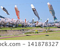 Carp streamers fluttering in the wind and cherry blossoms (Aikawa Riverside, Tarui Town, Gifu Prefecture) 141878327