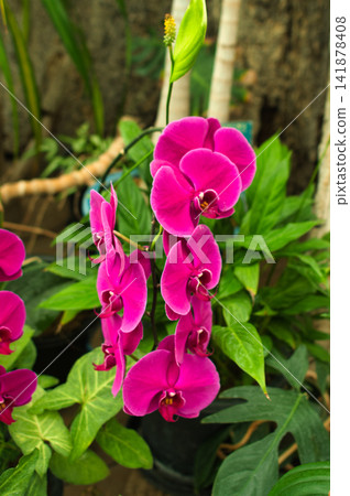 Pink orchid orchid Pink orchid orchid 141878408