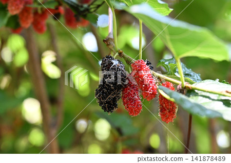 Mulberry, fruit, berry, leaf, branch with ripe red and dark harvest in garden Mulberry, fruit, berry, leaf, branch with ripe red and dark harvest in garden 141878489