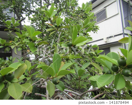 Immature guava fruit 141878494