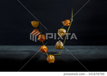 Still life with physalis branch on a dark background Still life with physalis branch on a dark background 141878790