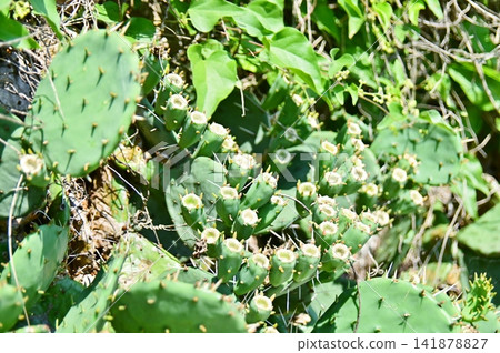 Many receptacles after the original flowers of the prickly pear cactus have withered. Many receptacles after the original flowers of the prickly pear cactus have withered. 141878827