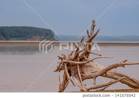 driftwood in the fishing port driftwood in the fishing port 141878842