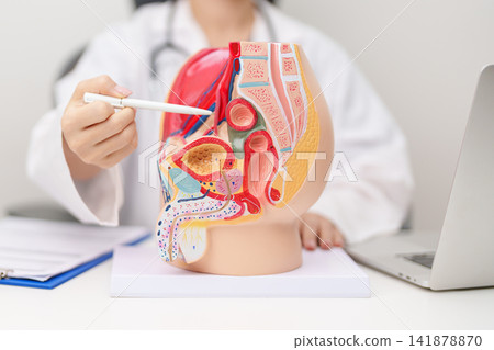 Doctor with Male Reproductive System anatomy model. Male consultation, Prostate Cancer, Enlarged prostate, Prostatitis disease, Male Infertility, Erectile dysfunction, Penis and Male genital disorder Doctor with Male Reproductive System anatomy model. Male consultation, Prostate Cancer, Enlarged prostate, Prostatitis disease, Male Infertility, Erectile dysfunction, Penis and Male genital disorder 141878870