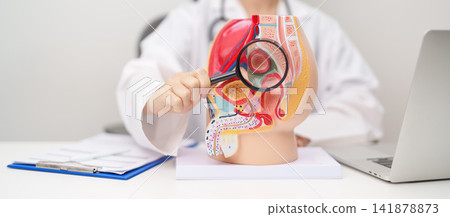 Doctor with Male Reproductive System anatomy model. Male consultation, Prostate Cancer, Enlarged prostate, Prostatitis disease, Male Infertility, Erectile dysfunction, Penis and Male genital disorder Doctor with Male Reproductive System anatomy model. Male consultation, Prostate Cancer, Enlarged prostate, Prostatitis disease, Male Infertility, Erectile dysfunction, Penis and Male genital disorder 141878873