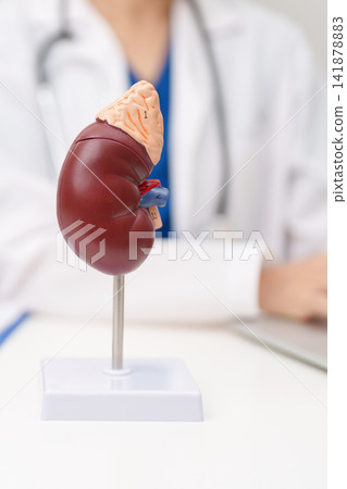 Doctor with Kidney Adrenal gland anatomy model. disease of Urinary system and Stones, Cancer, world kidney day, Chronic kidney, Urology, Nephritis, Renal, Transplant and health concept Doctor with Kidney Adrenal gland anatomy model. disease of Urinary system and Stones, Cancer, world kidney day, Chronic kidney, Urology, Nephritis, Renal, Transplant and health concept 141878883