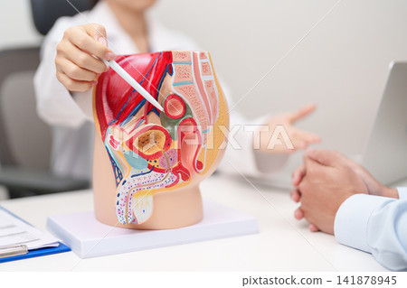 Doctor with Male Reproductive System anatomy model. Male consultation, Prostate Cancer, Enlarged prostate, Prostatitis disease, Male Infertility, Erectile dysfunction, Penis and Male genital disorder 141878945