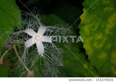 Caltrop flowers blooming at night Caltrop flowers blooming at night 141879038